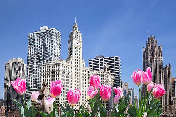 The Ultimate Guide to Landscaping in Chicago